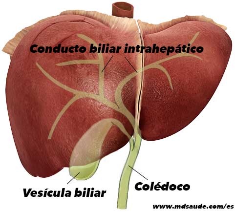 Hígado