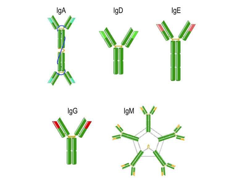 Imunoglobulinas