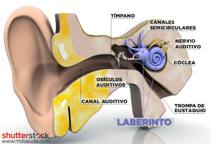 Laberinto – oído interno