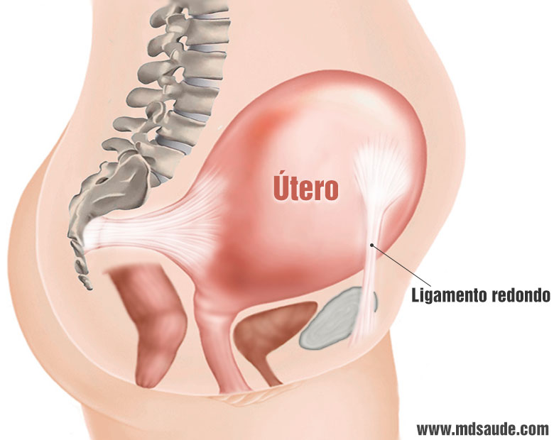 Ligamento redondo