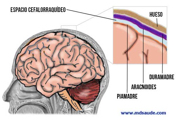 Meninges