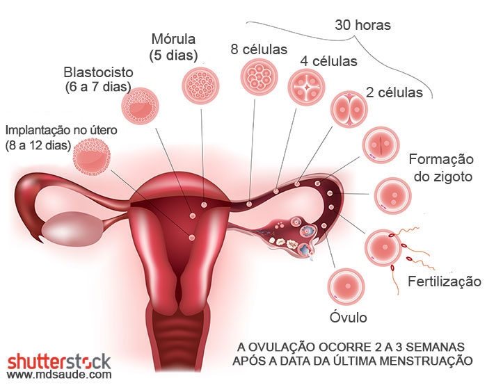 Época da implantação do embrião no útero