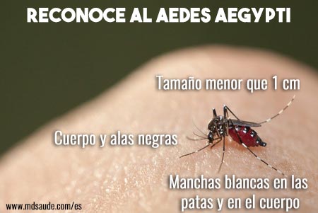 Aedes aegypti