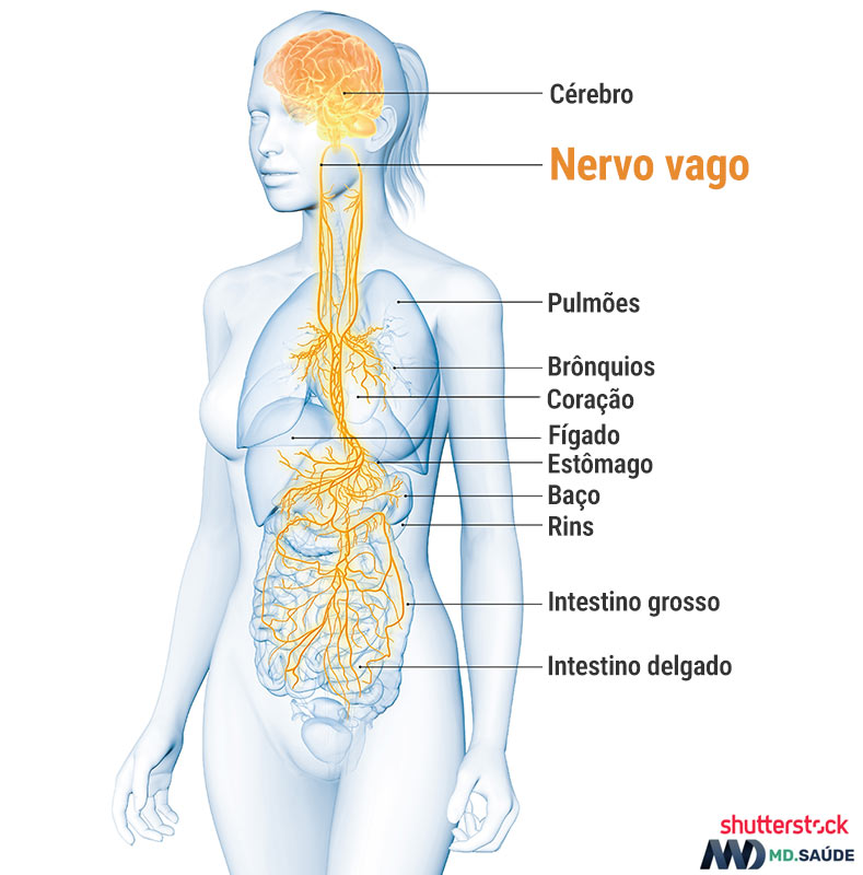 Nervo vago