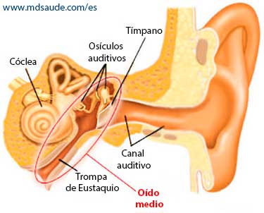 Anatomía del oído