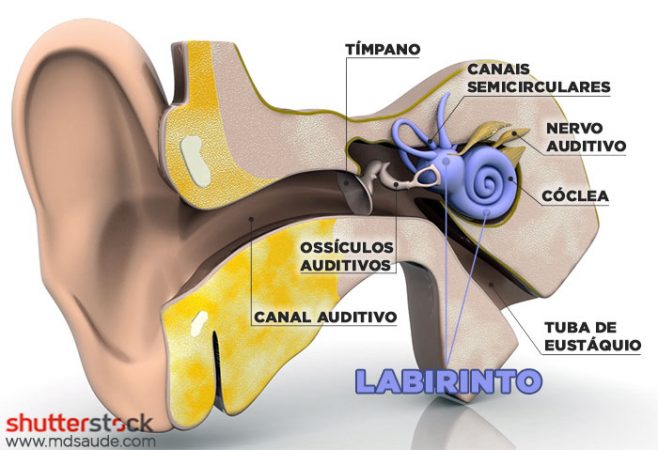 Labirinto - ouvido interno