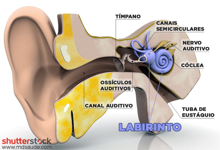 Labirinto - Ouvido interno