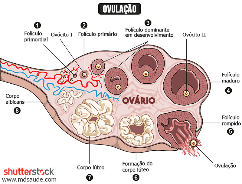 Processo de evolução