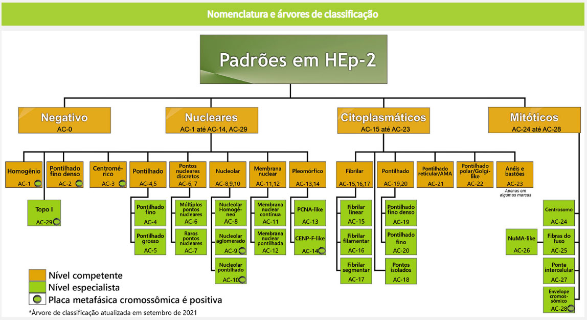Classificação mais atual dos padrões de FAN HEp-2 -  ICAP (International Consensus on ANA Patterns)
