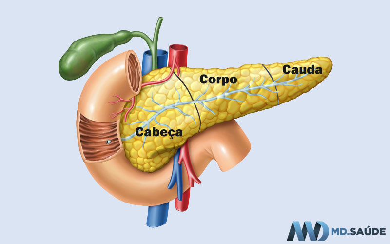 Corpo, cabeça e cauda do pâncreas.