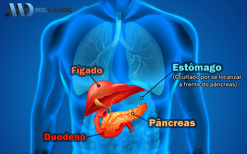 Relação do pâncreas com outros órgãos
