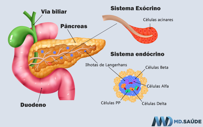 Funções do pâncreas