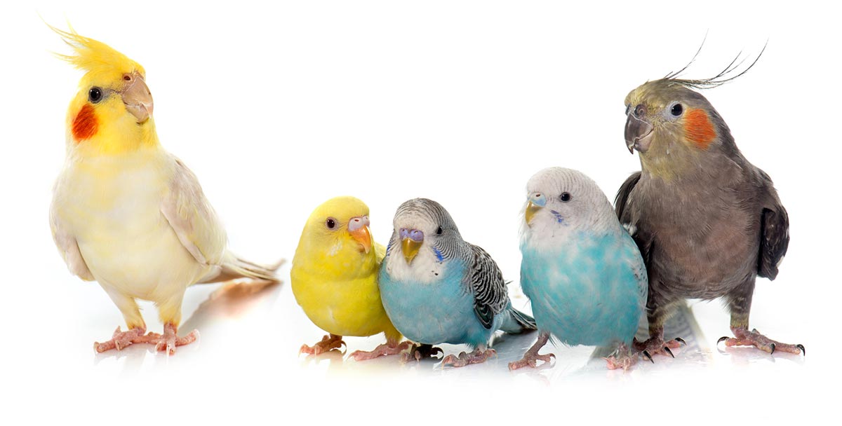 Aves psittaciformes