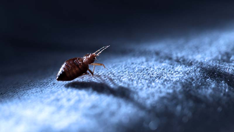 Bed bug