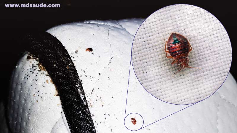 Typical oval shape of the bed bug and small dark spots on the insect's excrement
