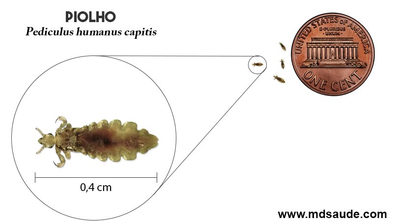 Tamanho do piolho