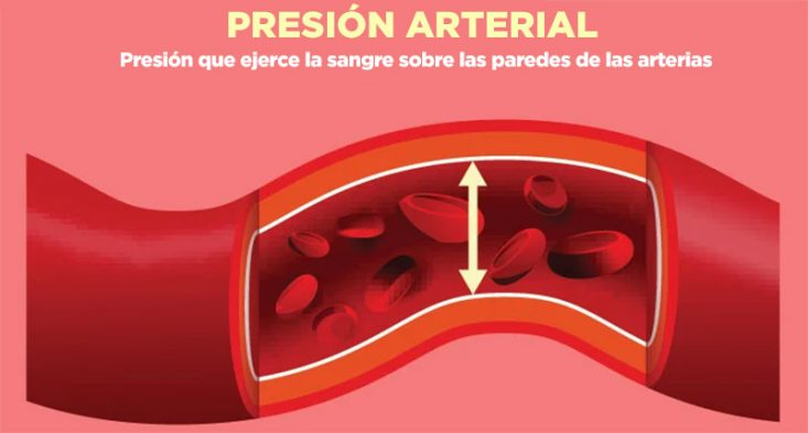Presión arterial: presión que el volumen de sangre ejerce sobre las paredes de las arterias