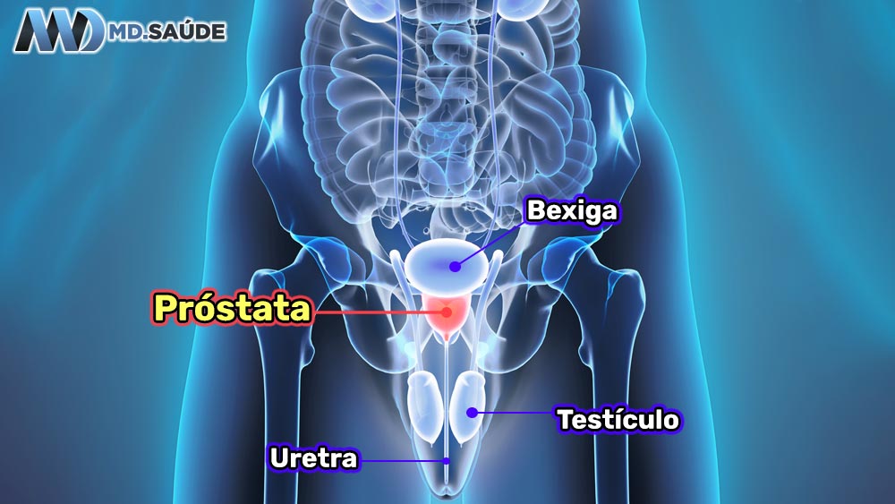Onde fica a próstata?