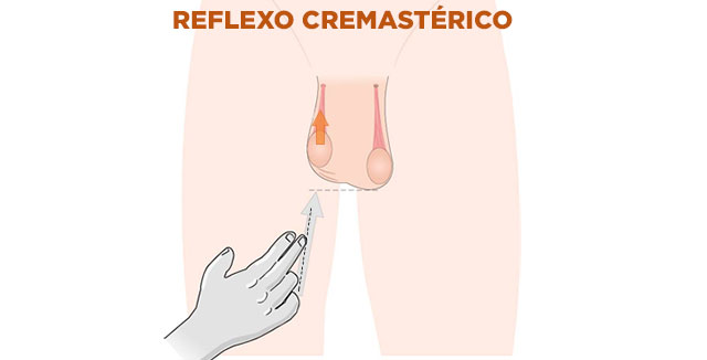 Reflexo cremastérico