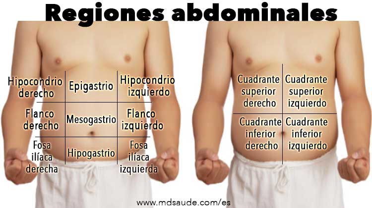 modos de dividir anatómicamente el abdomen