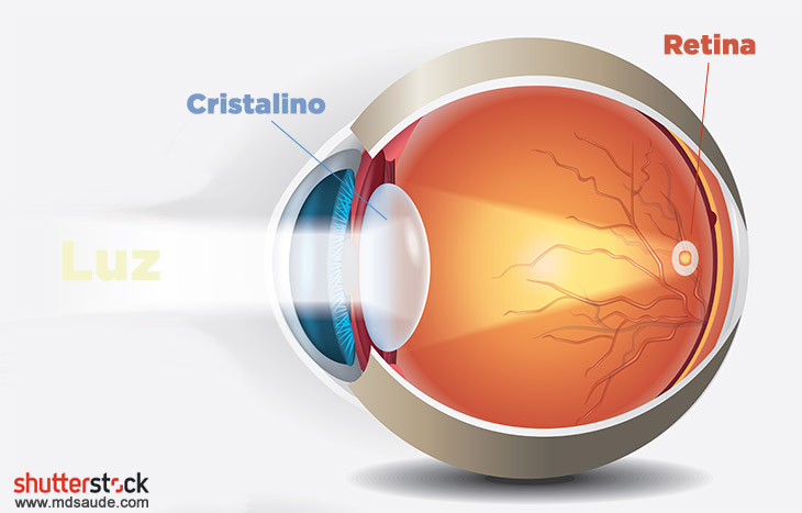 Retina