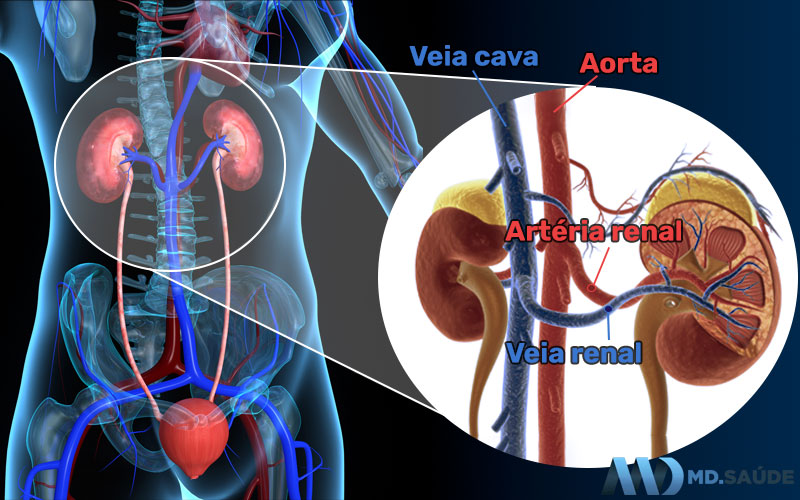 Veia e artéria renal