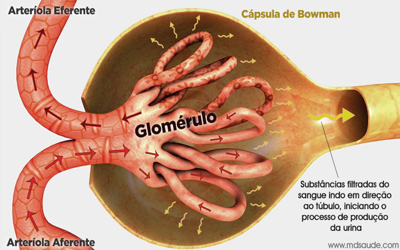 Glomérulo
