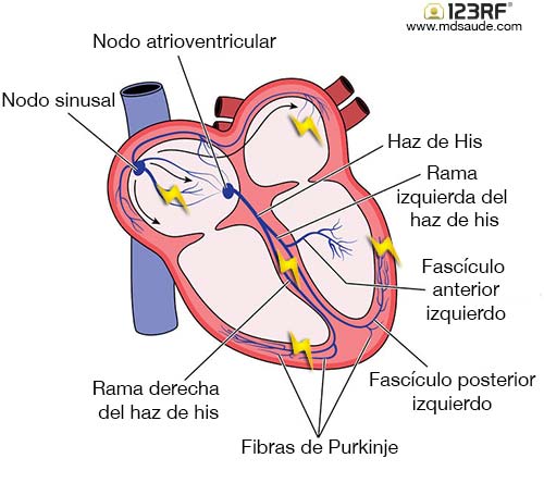 Sistema de conducción eléctrica del corazón