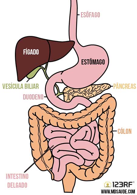 Sistema digestivo