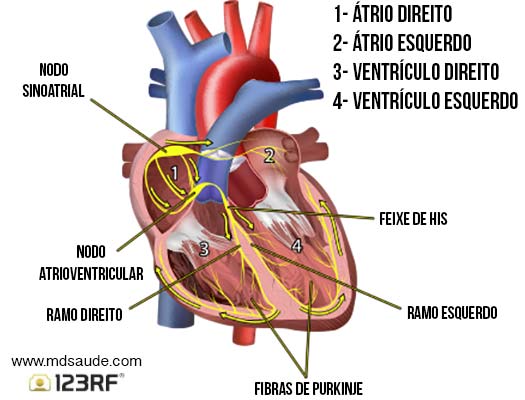 Sistema elétrico cardíaco