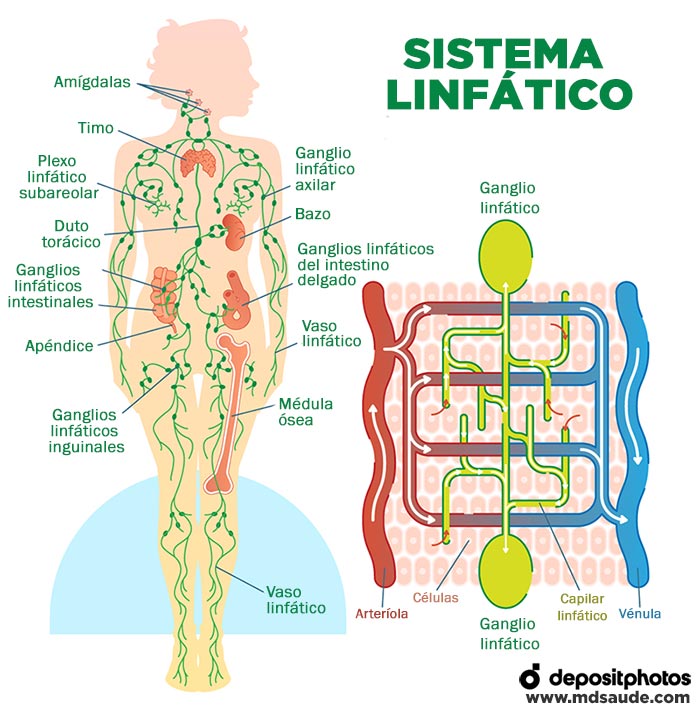 Sistema linfático