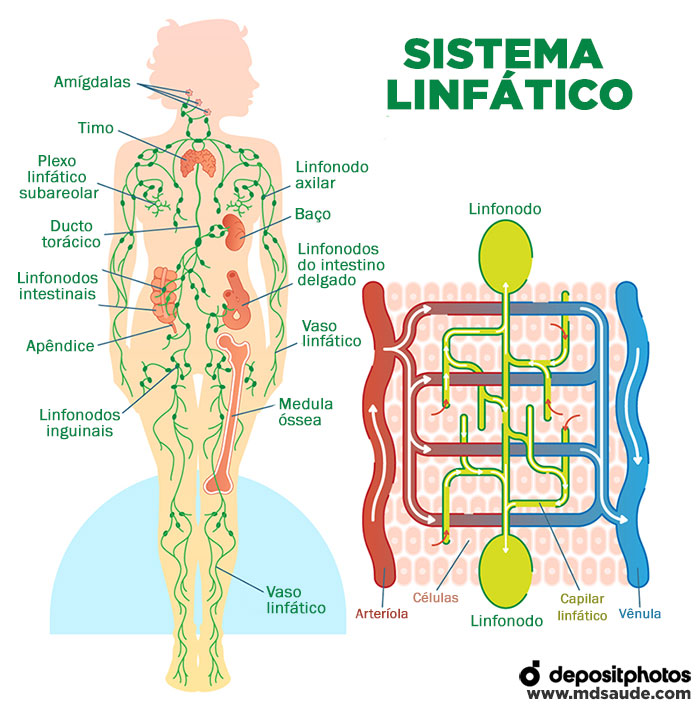 Sistema linfático