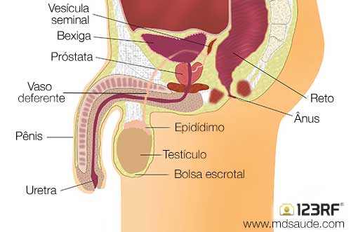Sistema reprodutor masculino