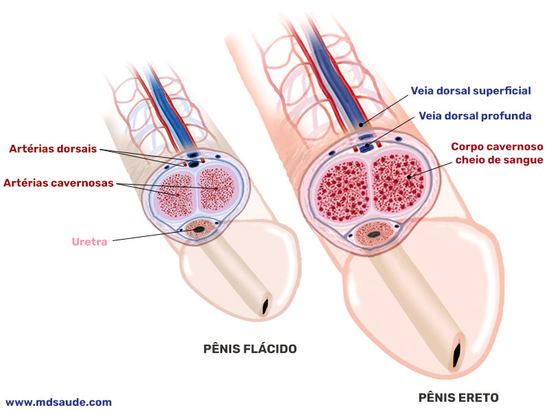 Anatomia da ereção