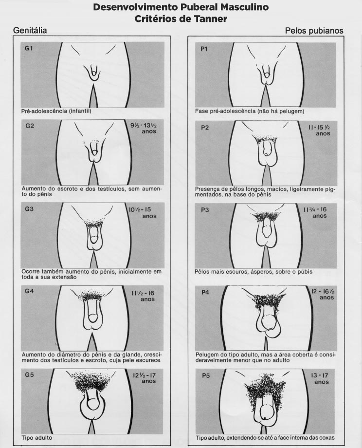 Desenvolvimento Puberal Masculino - Critérios de Tanner