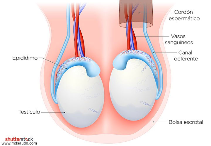 Anatomía de los testículos