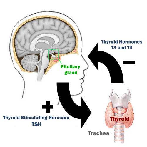 Thyroid's production of T3 and T4 regulated by the Thyroid-Stimulating Hormone (TSH)