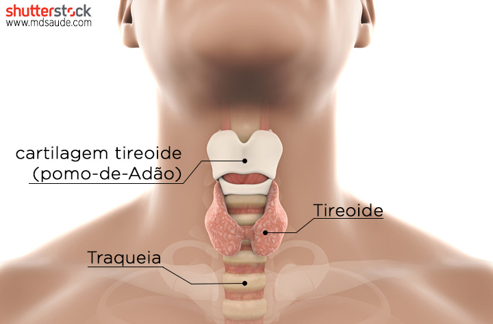 Glândula tireoide