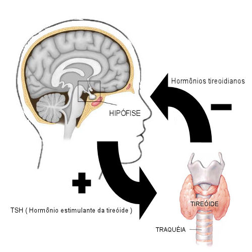 Funcionamento da tireoide