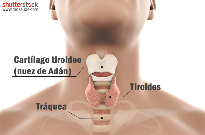 Ubicación de la glándula tiroides
