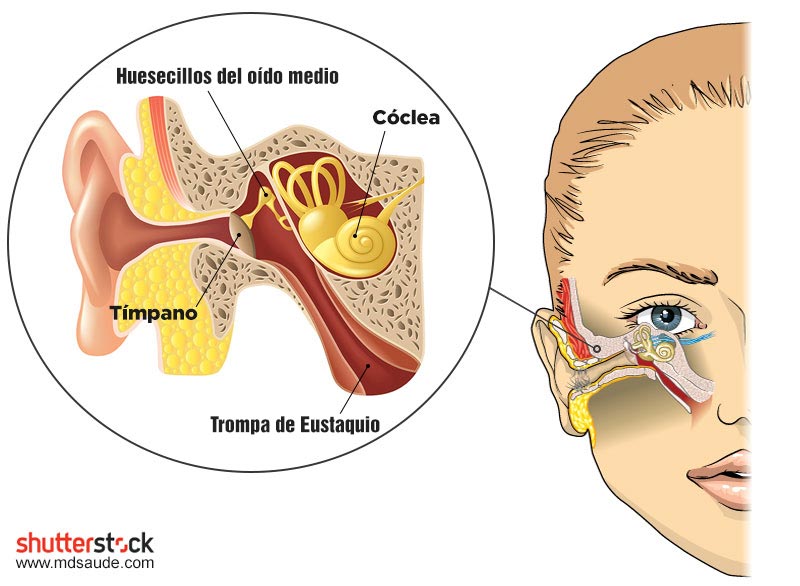 Anatomía del oído interno