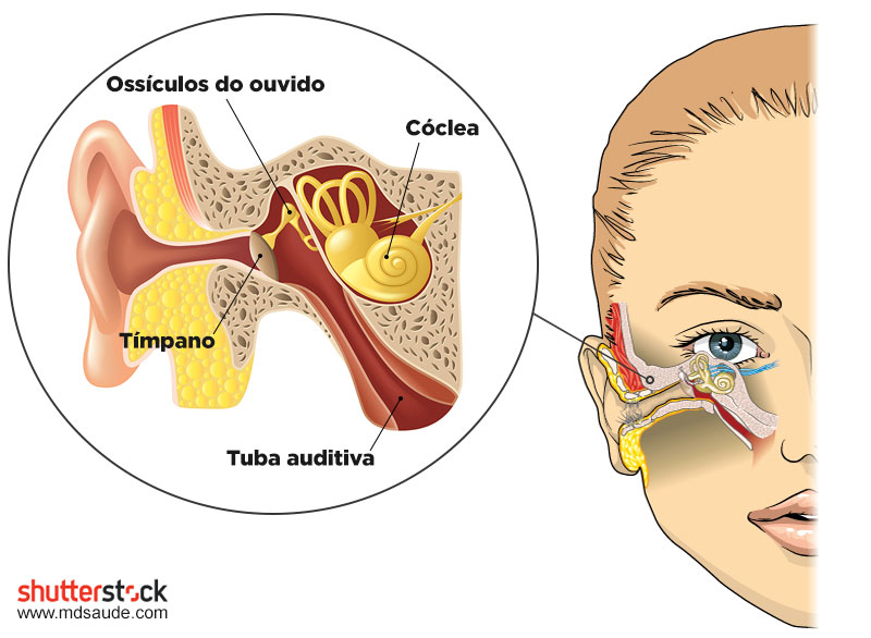 Ossículos do ouvido e tuba de Eustáquio