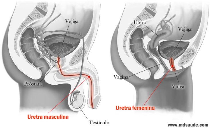 Ubicación de la uretra en hombres y mujeres