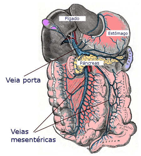 Veia porta