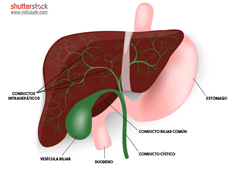 Vías biliares intra y extrahepáticas